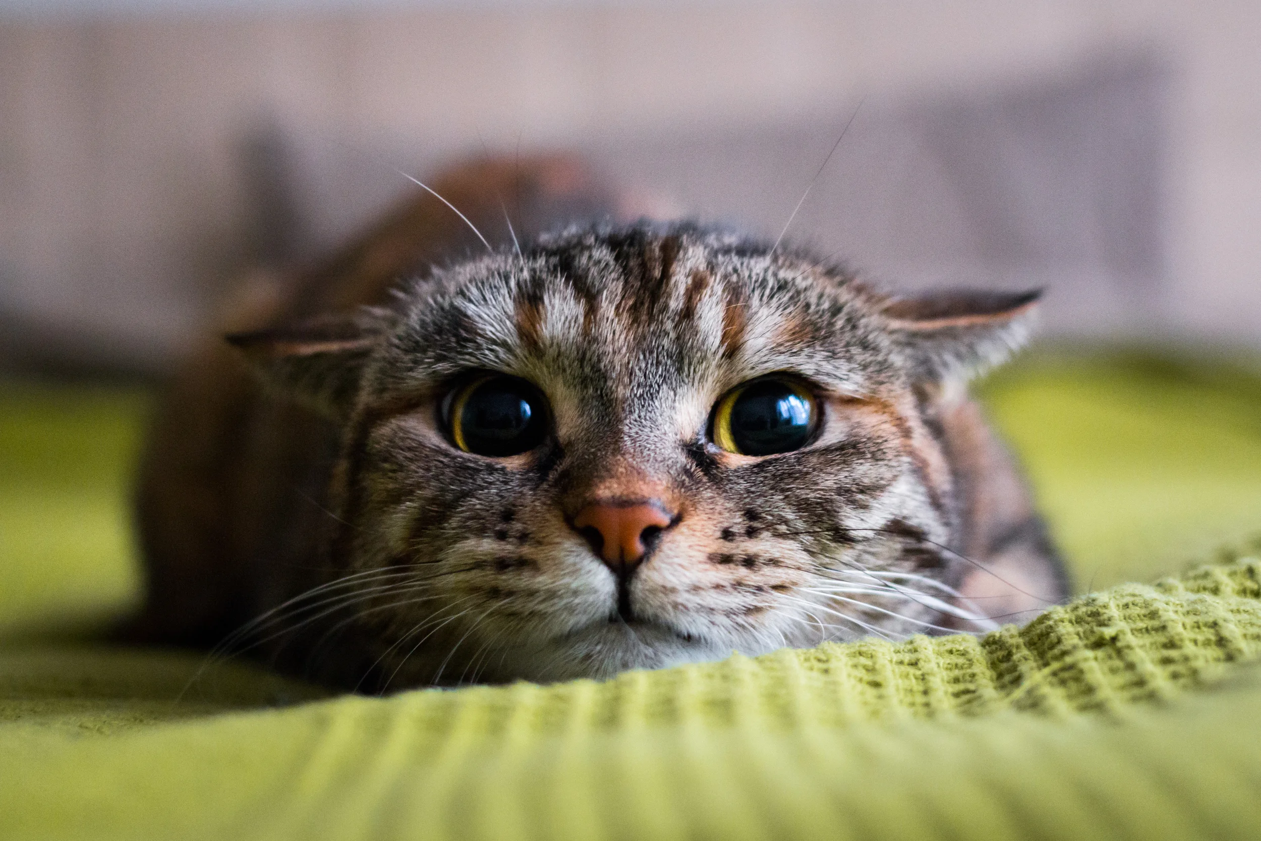 5 Quick Tips and Tricks For Better Photographs — Laura Griffiths