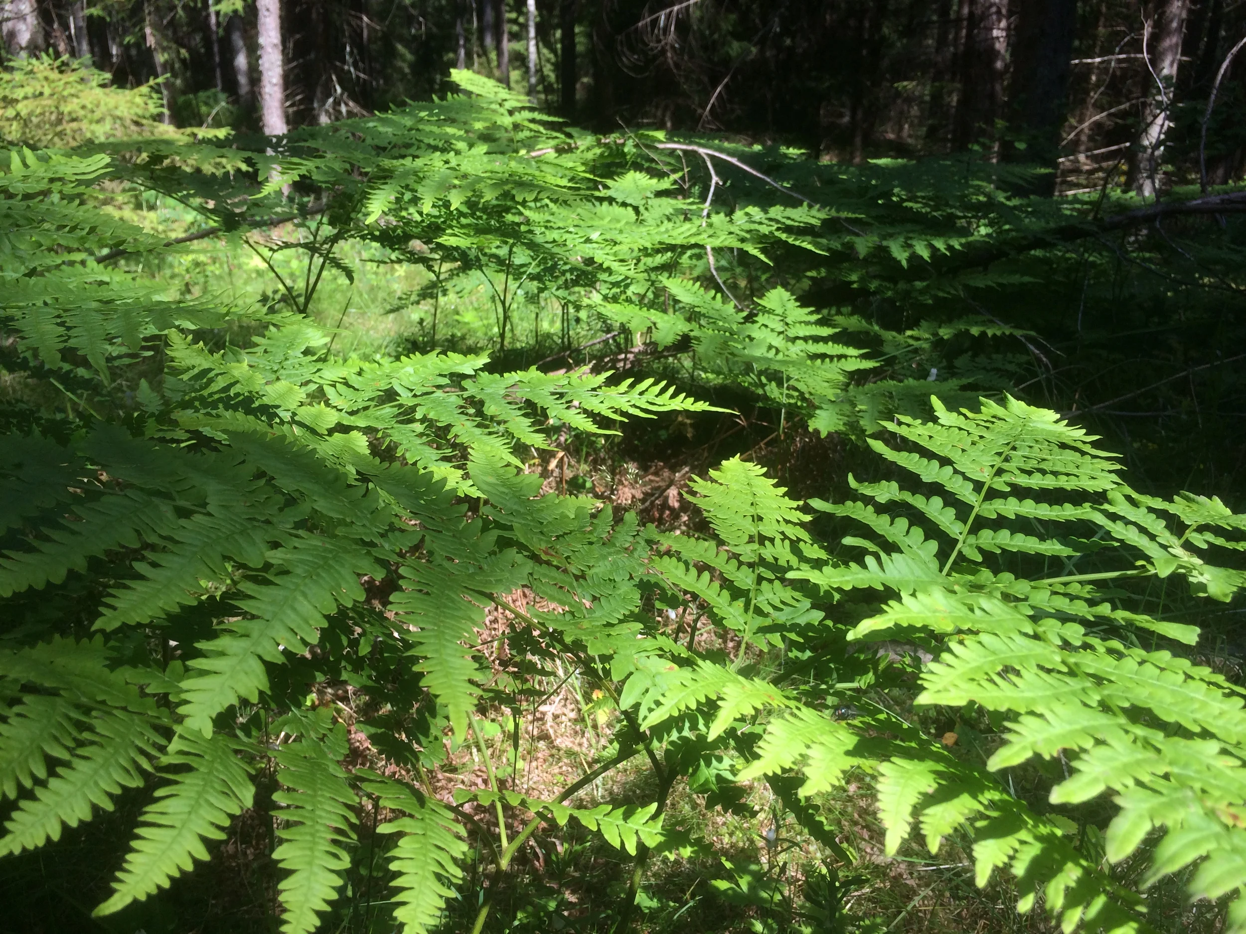 Creating an edible woodlands