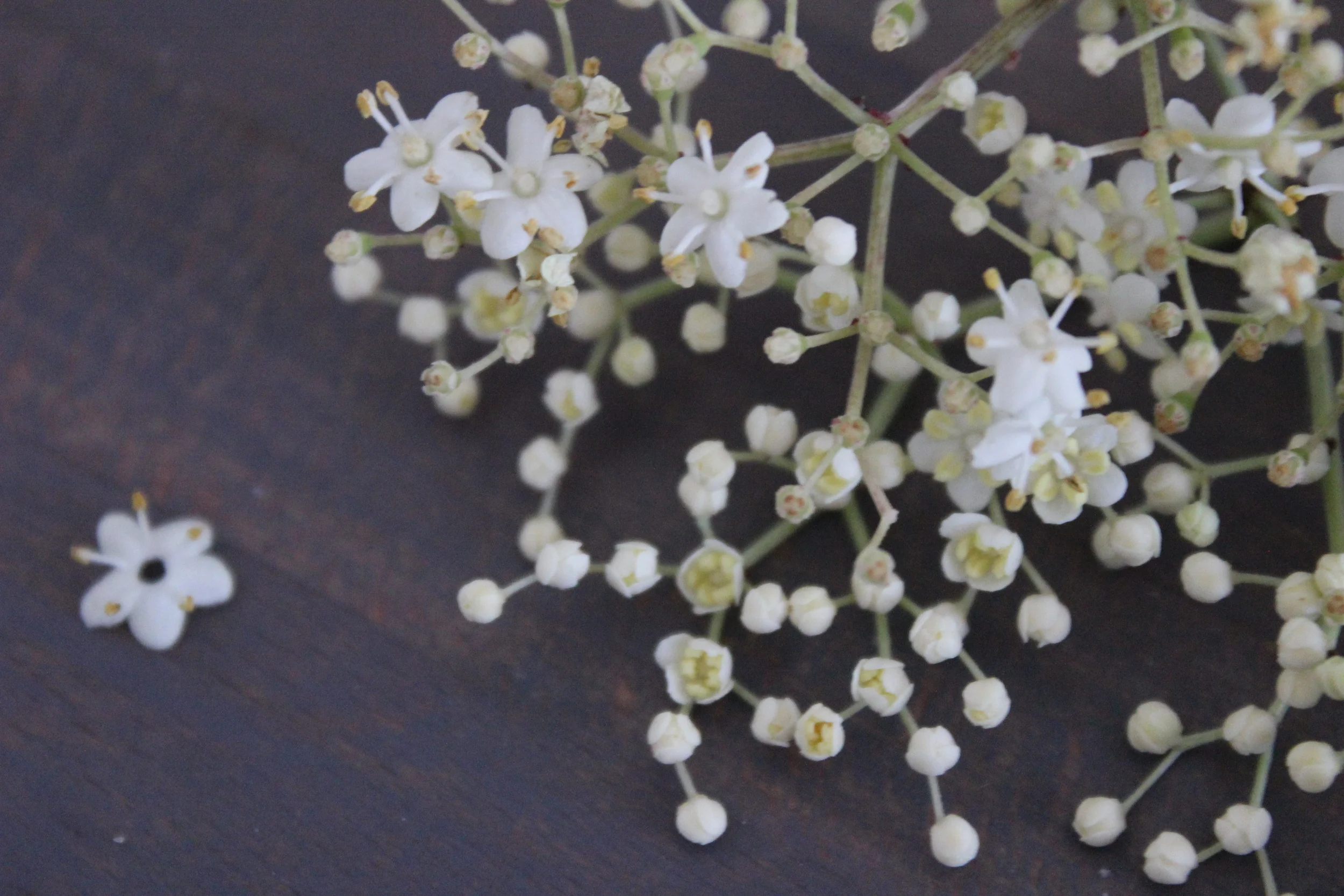 Elderflower cordial