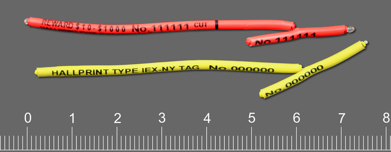 Type IEX-NY Body Cavity tags