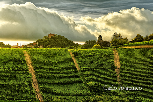 Vigneti dominati dal castello di monteu.jpg