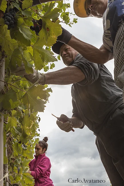 vendemmia.jpg