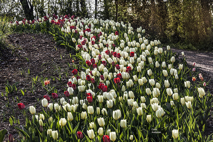 Fioritura nel parco di Messer Tulipano