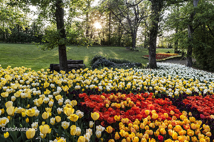 Fioritura nel parco di Messer Tulipano