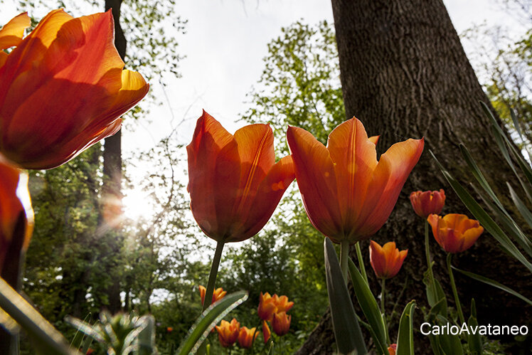 Fioritura nel parco di Messer Tulipano