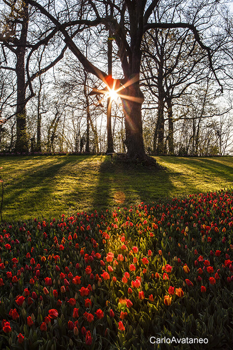 Fioritura nel parco di Messer Tulipano