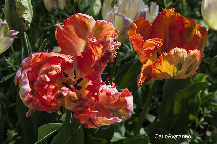 Fioritura nel parco di Messer Tulipano