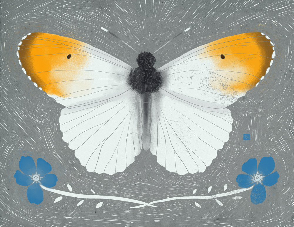 Orange Tip butterfly
