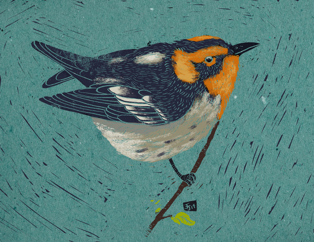 Blackburnian Warbler