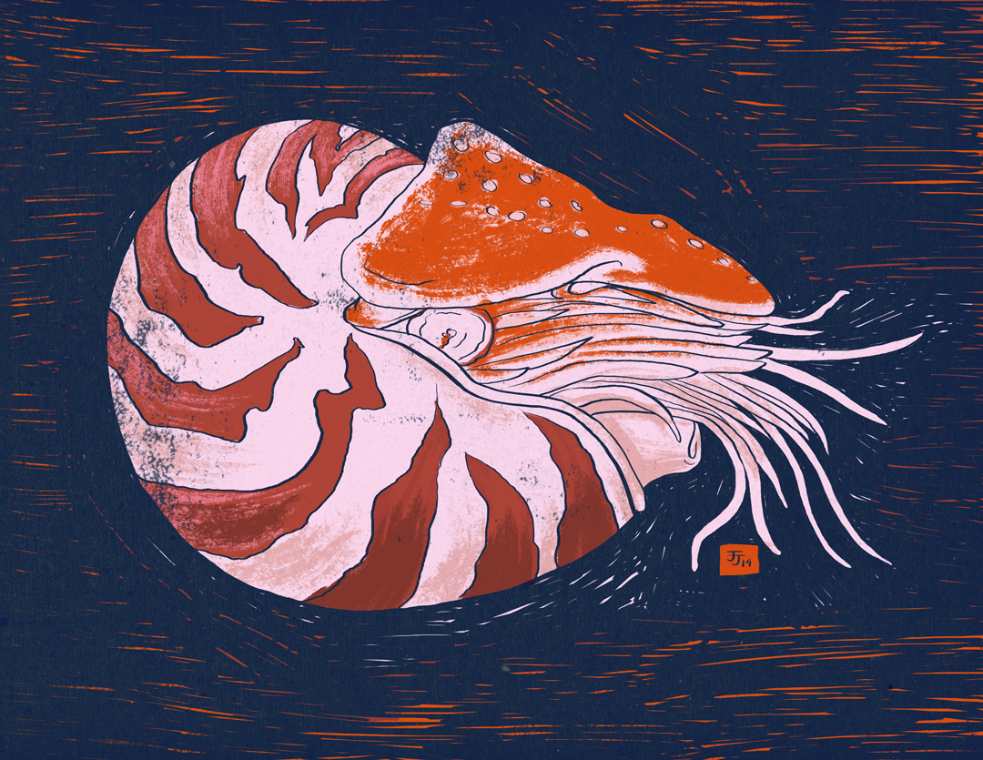 Nautilus