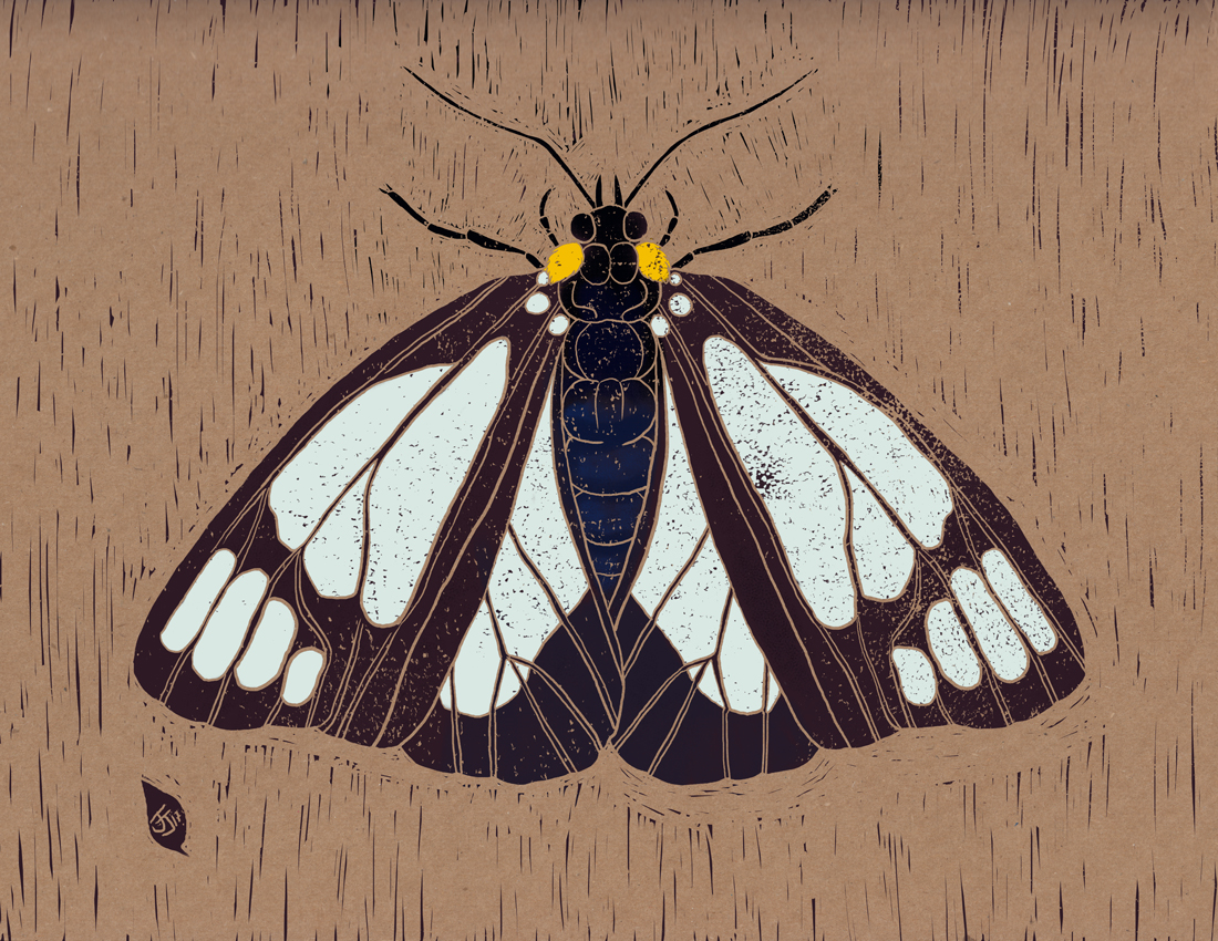 Police Car Moth