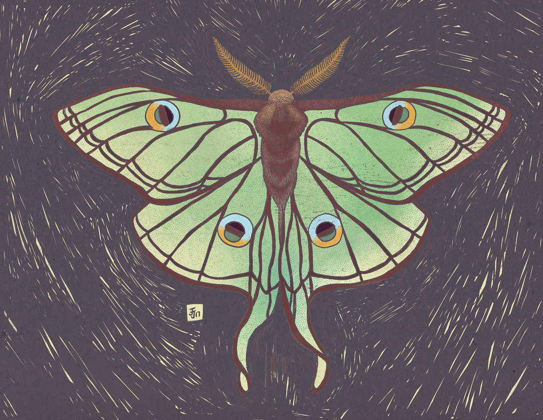 Spanish Moon Moth