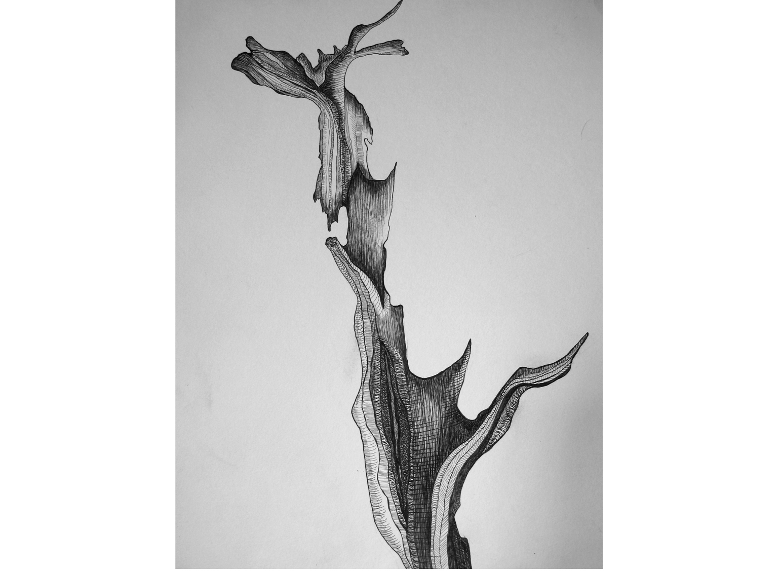 Arbre calciné n°1, 55cm x 45cm