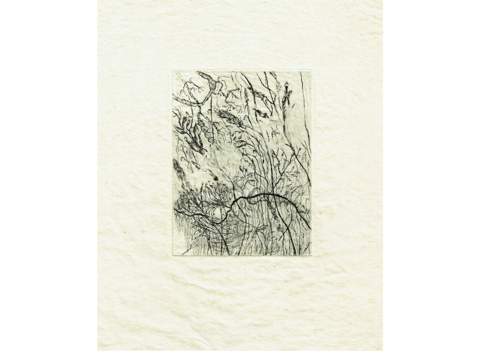 Les hautes herbes, eau-forte, 12cm x 9cm