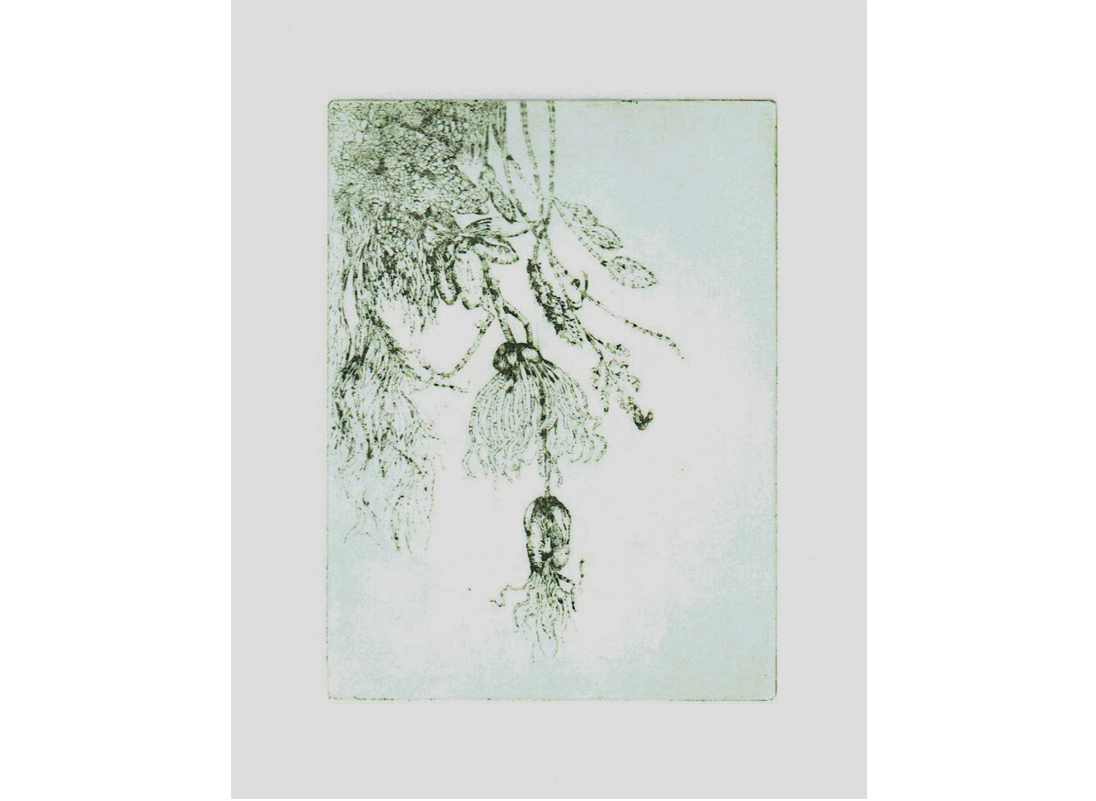 Curiosité végétale, eau-forte sur papier Moulin de Couzi, 20 x 30 cm