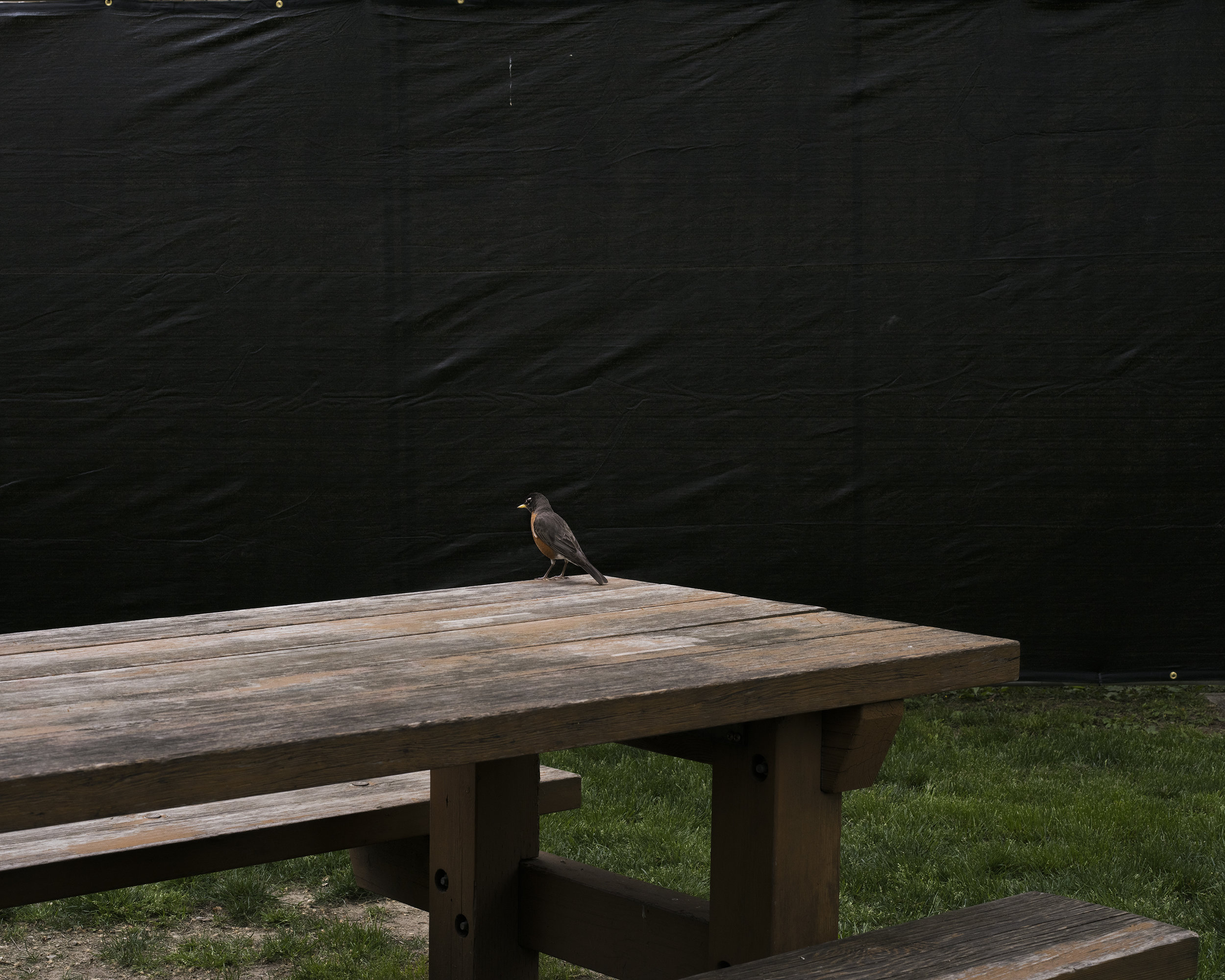 Robin on a picnic table.jpg