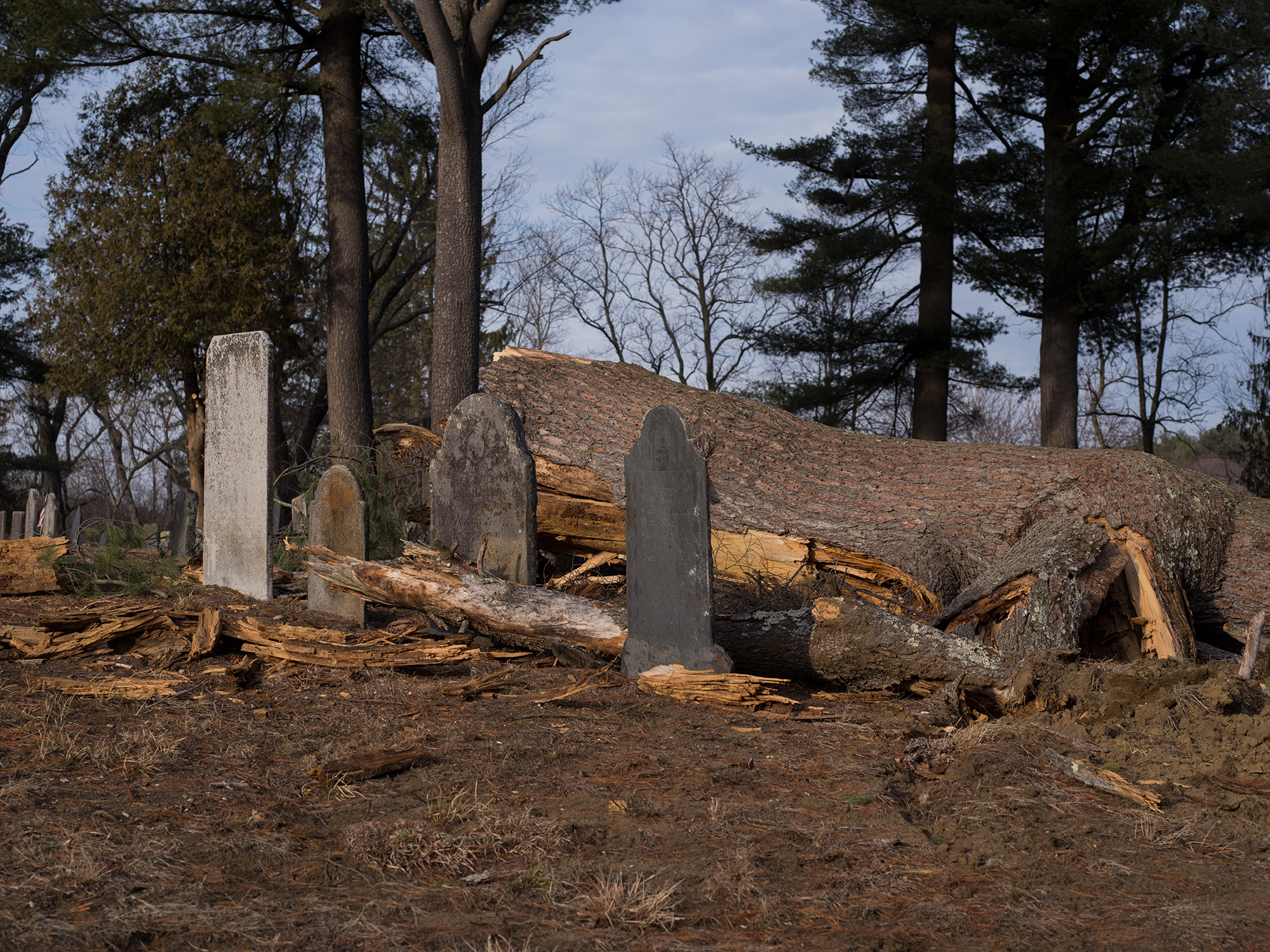 Tree on headstones_Master (2)_1.jpg