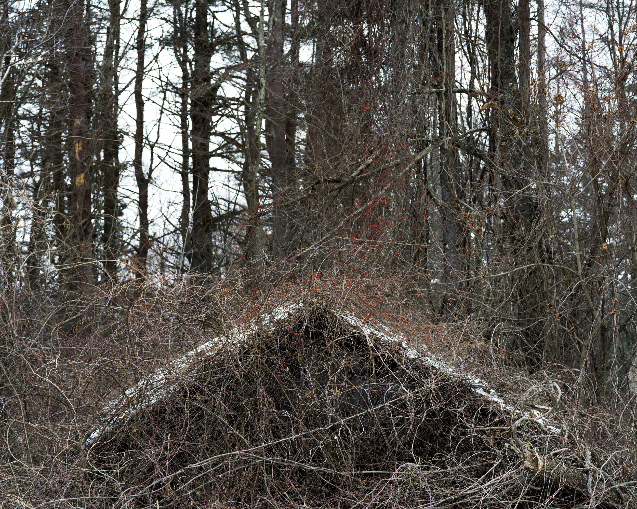 Roof with Brambles-master-Recovered.jpg