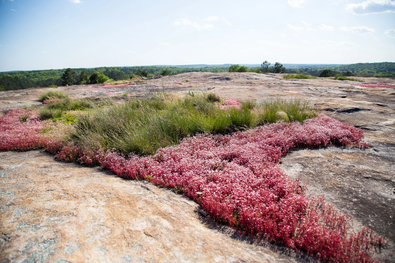 Arabia Mountain National Heritage Area | Georgia Lifestyle Photographer