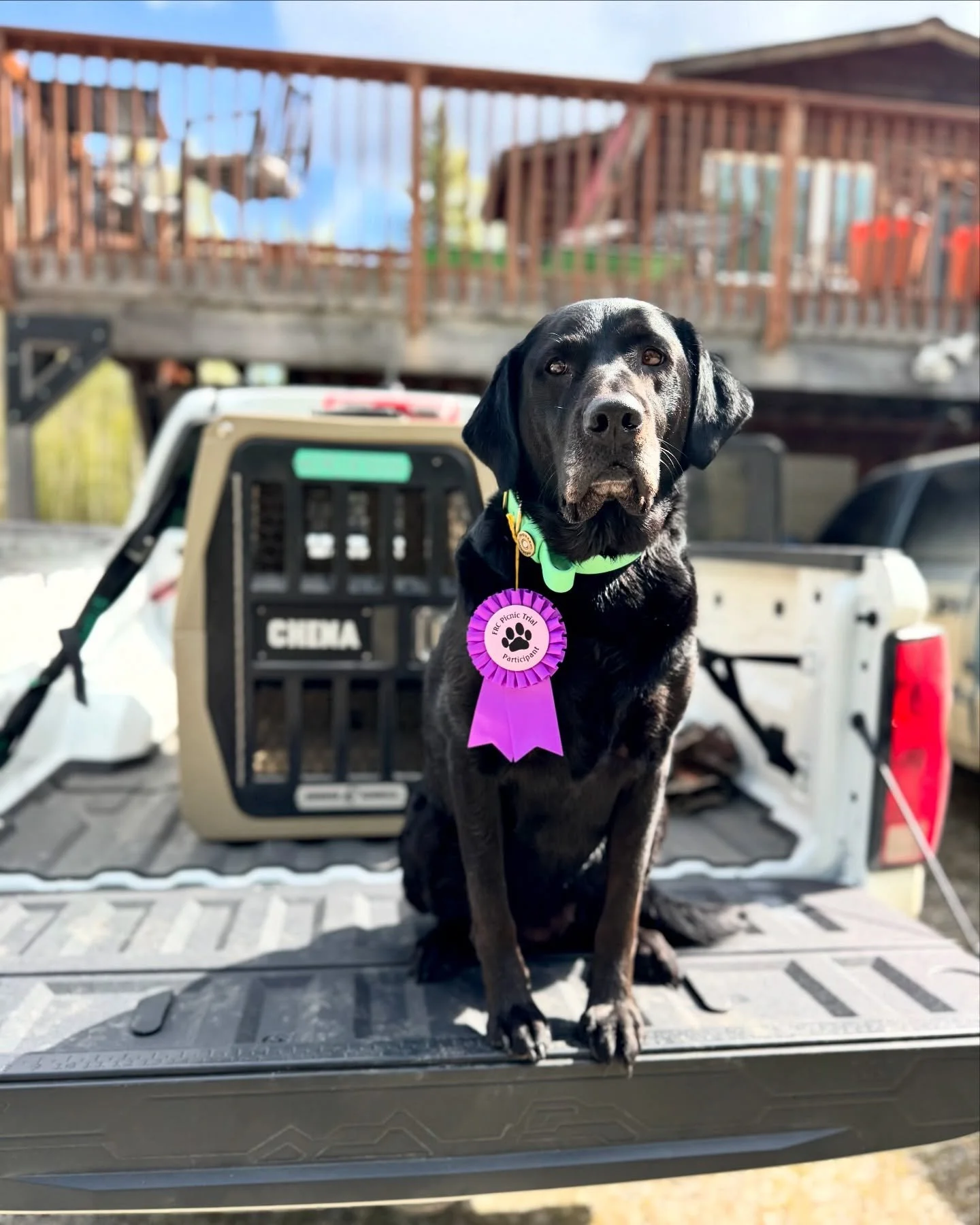 Starting this summer off right: a weekend filled with dogs, water and birds.
.
.
.
.
#akcretriever #gundogtraining #gundoghunting #duckdogsofinstagram #duckdog #dogsofalaska #birddogoftheday #birddogs #blacklaboftheday