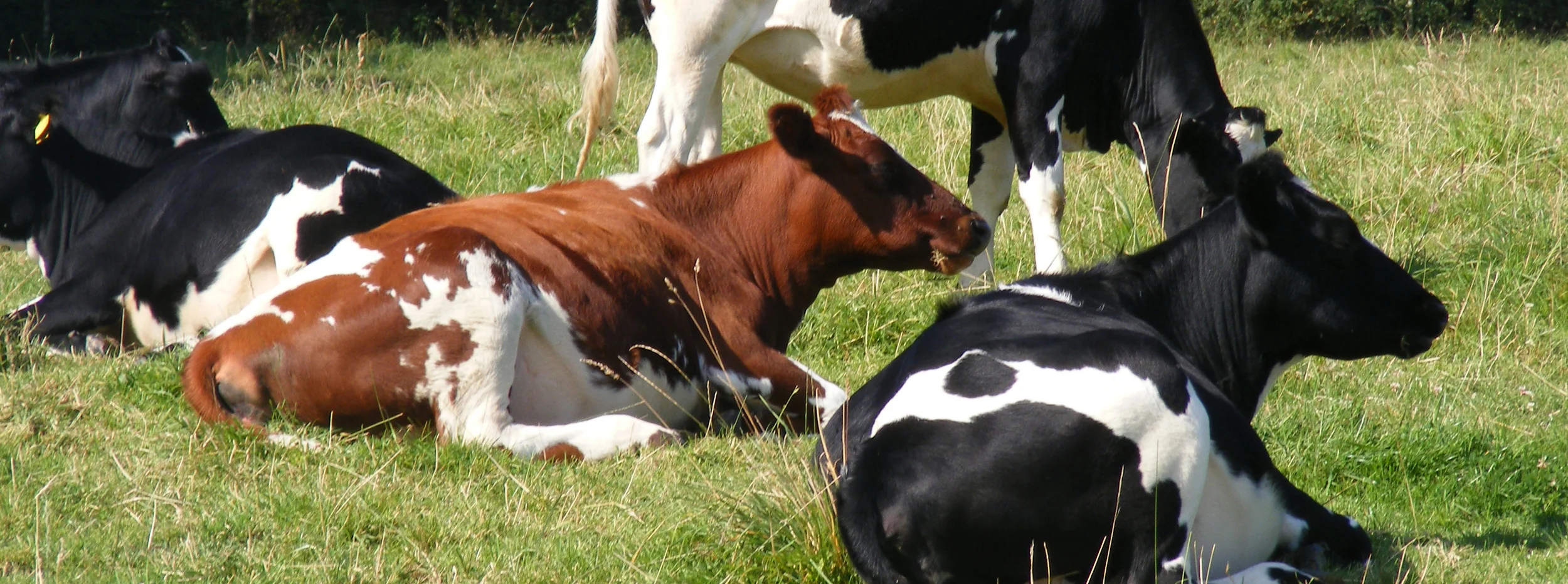Martyn's heifers thinking hard_resize.jpg
