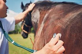 Be Prepared for an Equine Health Emergency