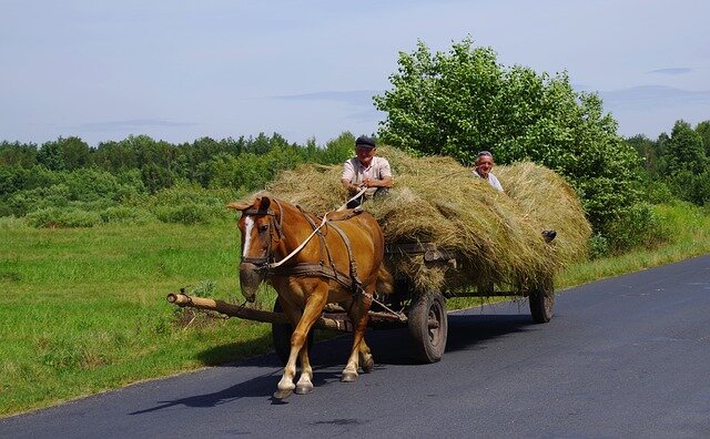 What is the Difference Between Hay, Straw and Premium Forage? - Oregon  Horse Council
