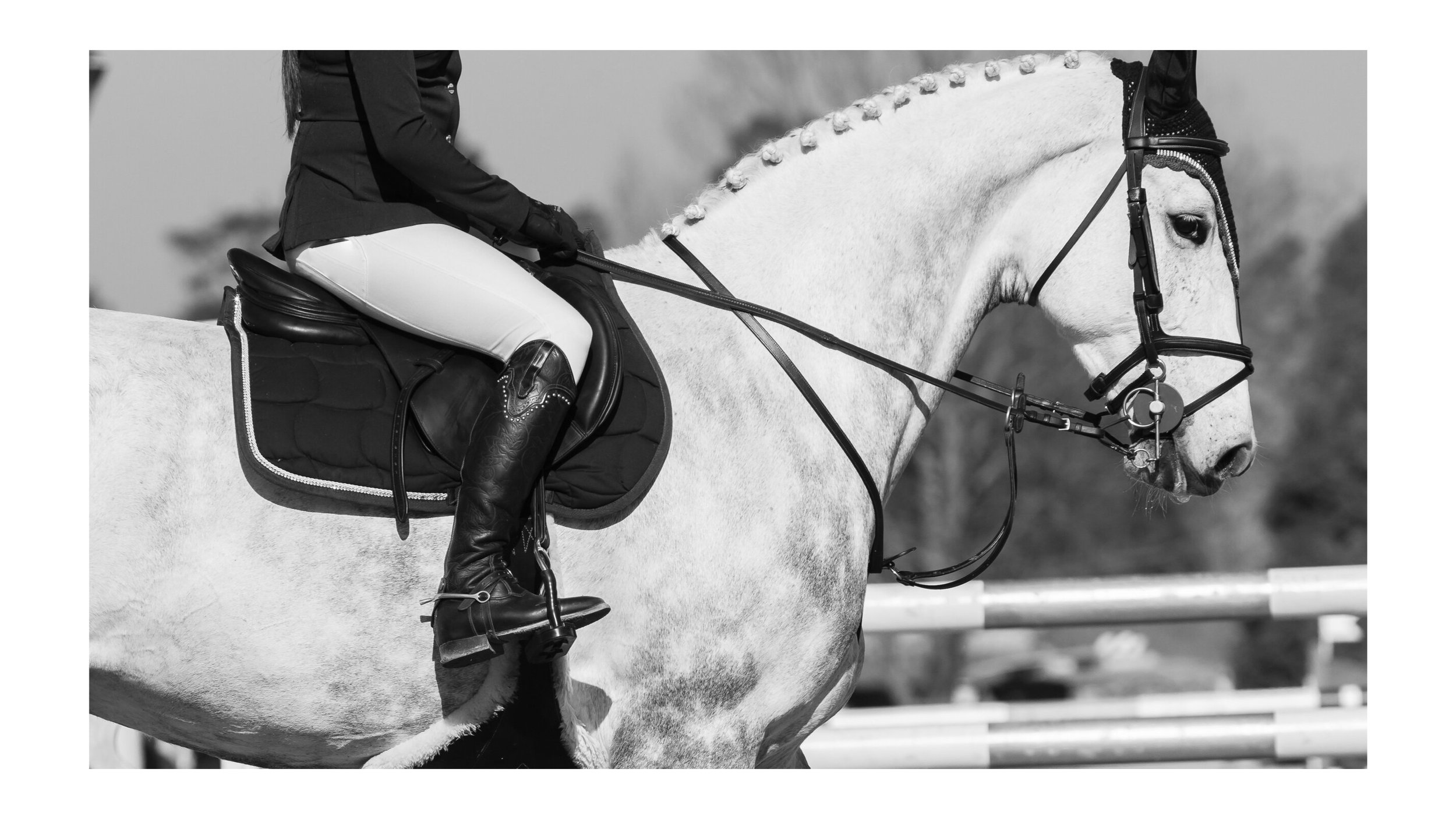 Gray%2BShowjumping%2BHorse_89163560_Cropped.jpg