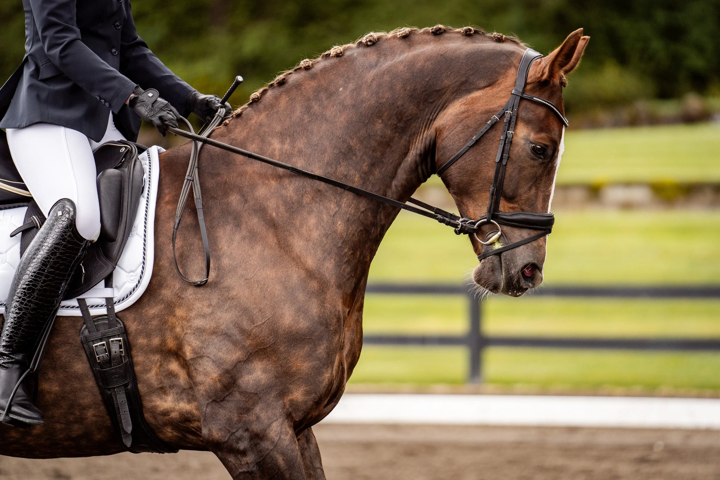  Take your horse to   THE NEXT LEVEL    Book an appointment now  