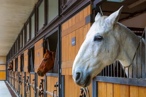 Equine Infectious Anemia [EIA]