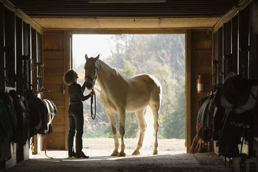 Understanding Your Horse Insurance Responsibilities