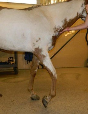 Be Prepared for an Equine Health Emergency