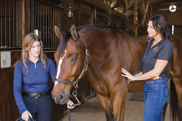 Equine Blood Work - Platinum Performance educational article about understanding blood testing and equine health.