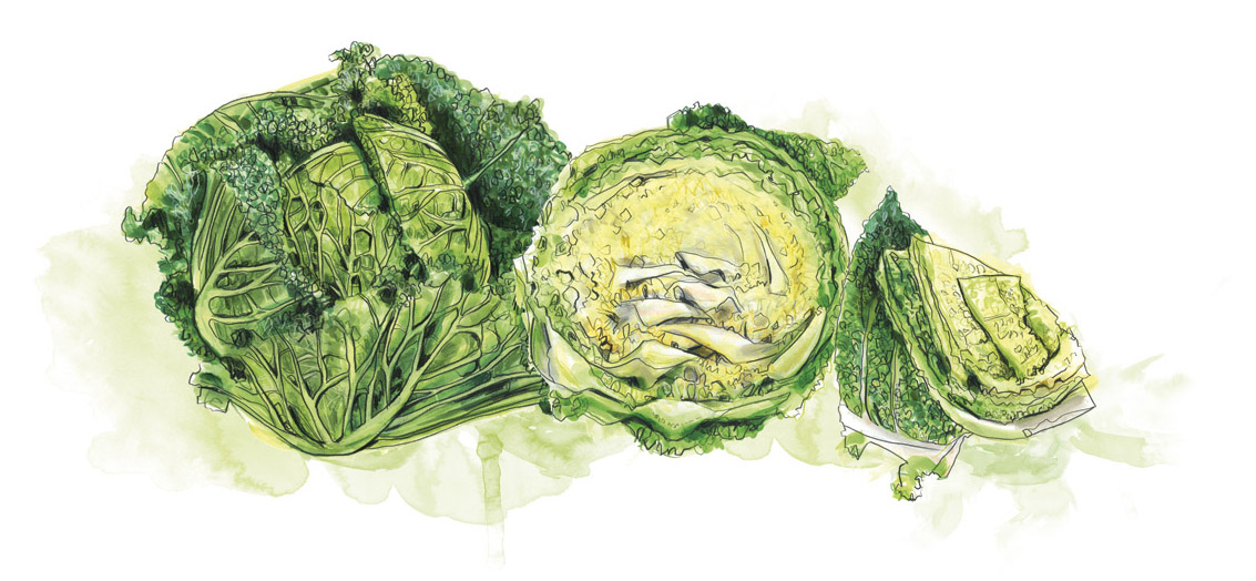 In Season feature illustration, issue 54 December 2014