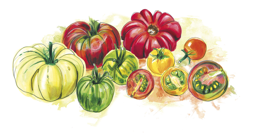 In Season feature illustration, issue 51 August 2014