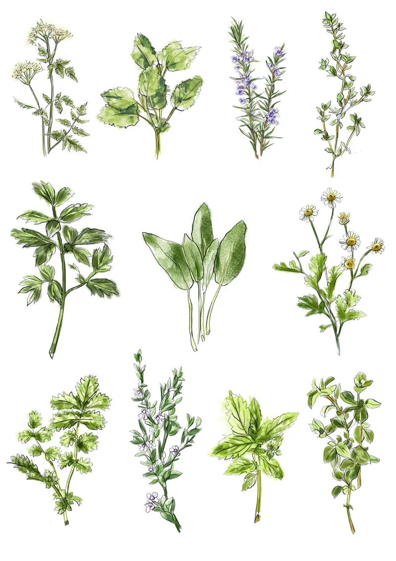Cicley, Lemon Balm, Rosemary, Thyme, Lovage, Sage, Feverfew, Salad Burnet, Winter Savory, Mint and Oregano