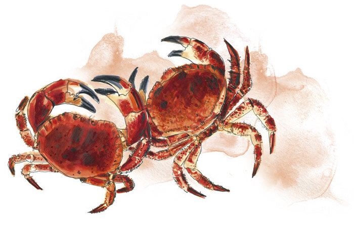 Crab.jpg