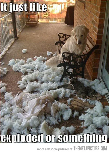funny-dog-pillow-explosion.jpg