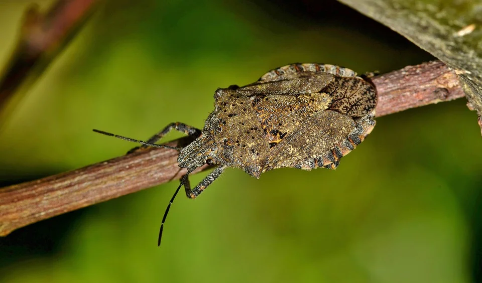 bug-1613450_960_720.jpg