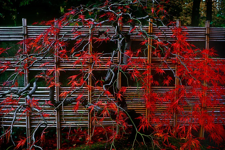 Red-Japanese-Maple-Japanese-Garden-Edit-Edit.jpg