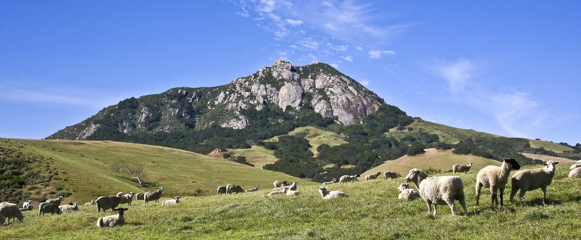 Bishops Sheep Web.jpg
