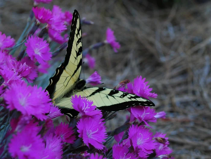 Swallowtail Butterfly