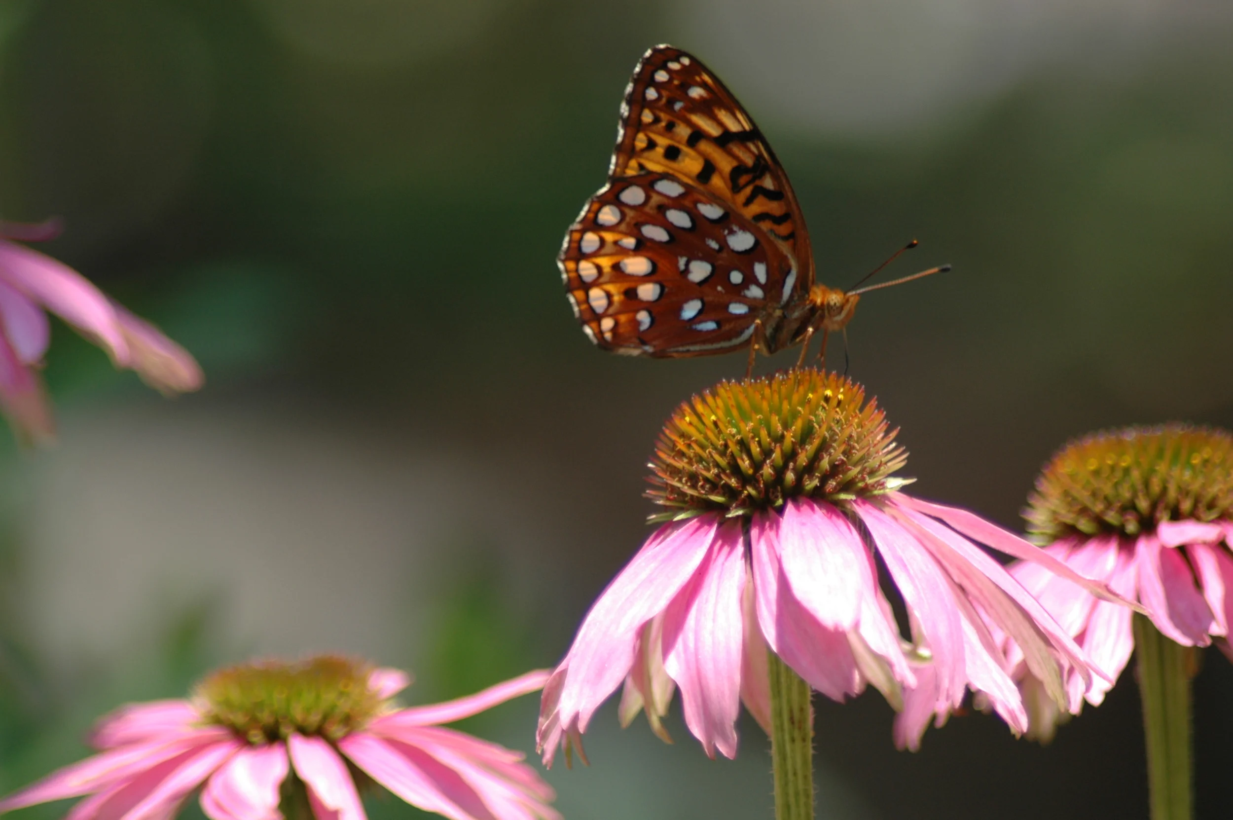 Great Spangled Fritillary butterfly