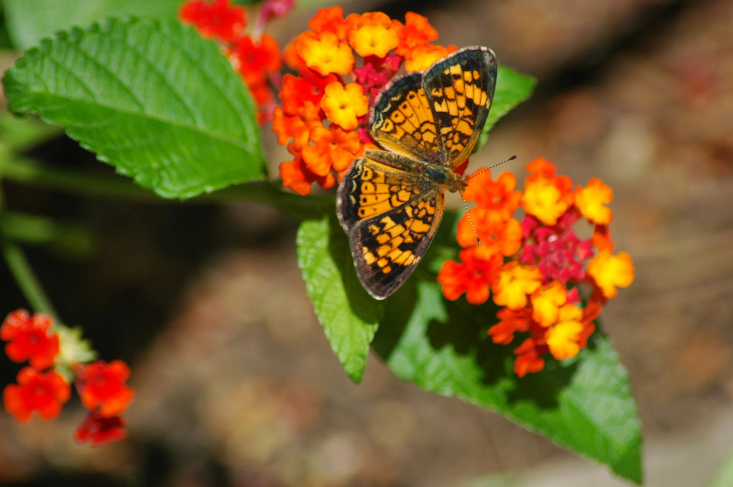 ButterflyOnLantana_03.JPG