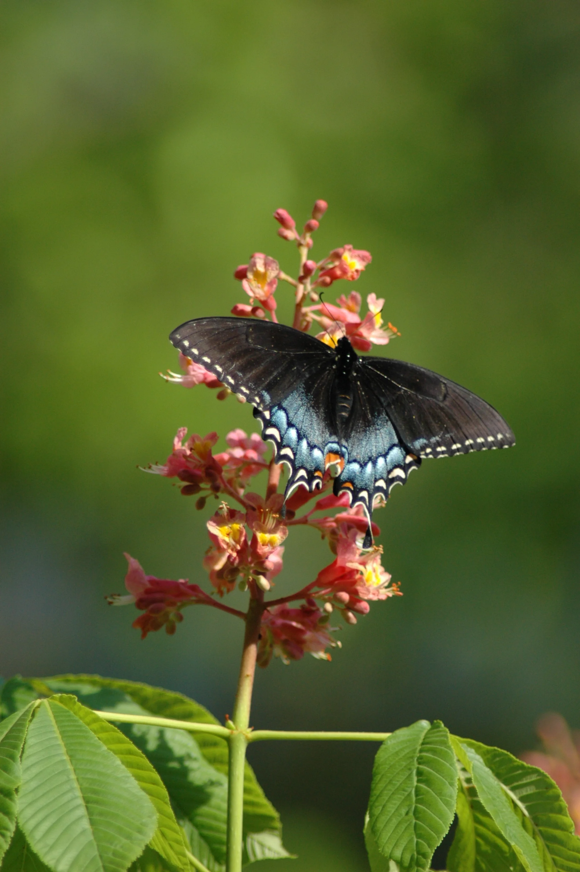 Swallowtail Butterfly