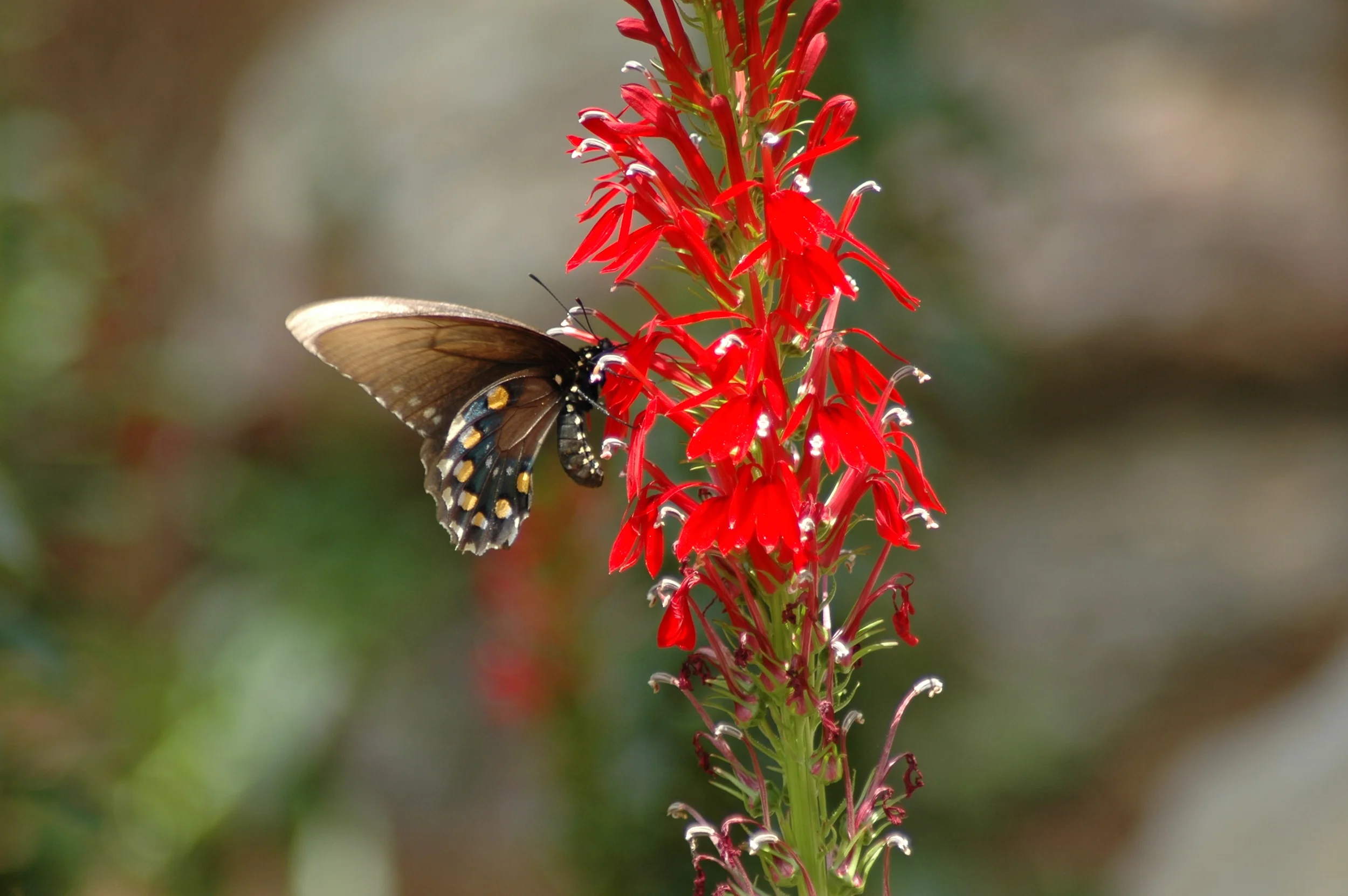 Swallowtail Butterfly