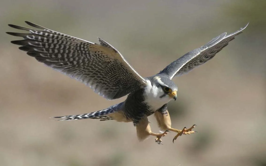 peregrinefalcon.jpg
