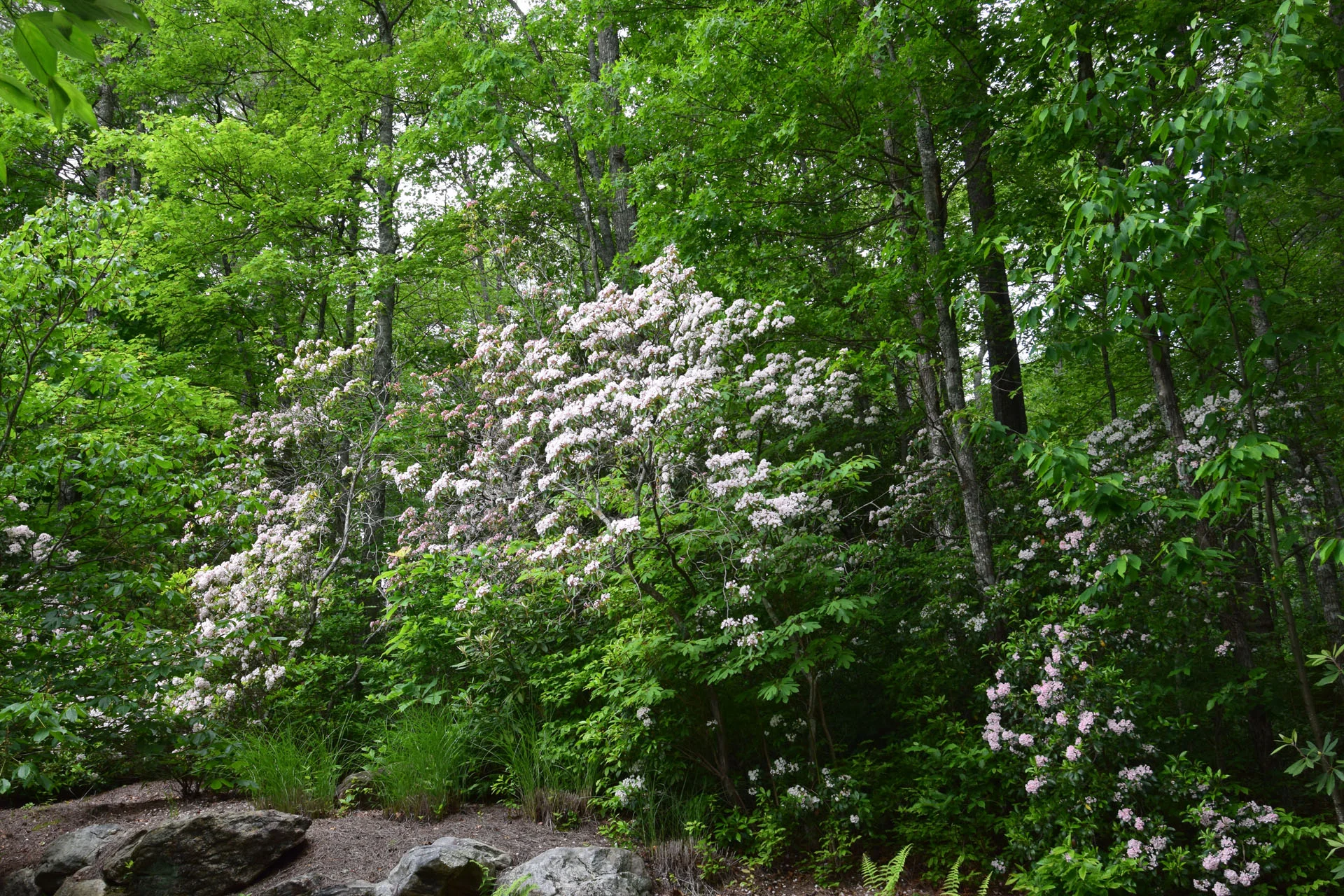2017 Mountain Laurel in Stonefly
