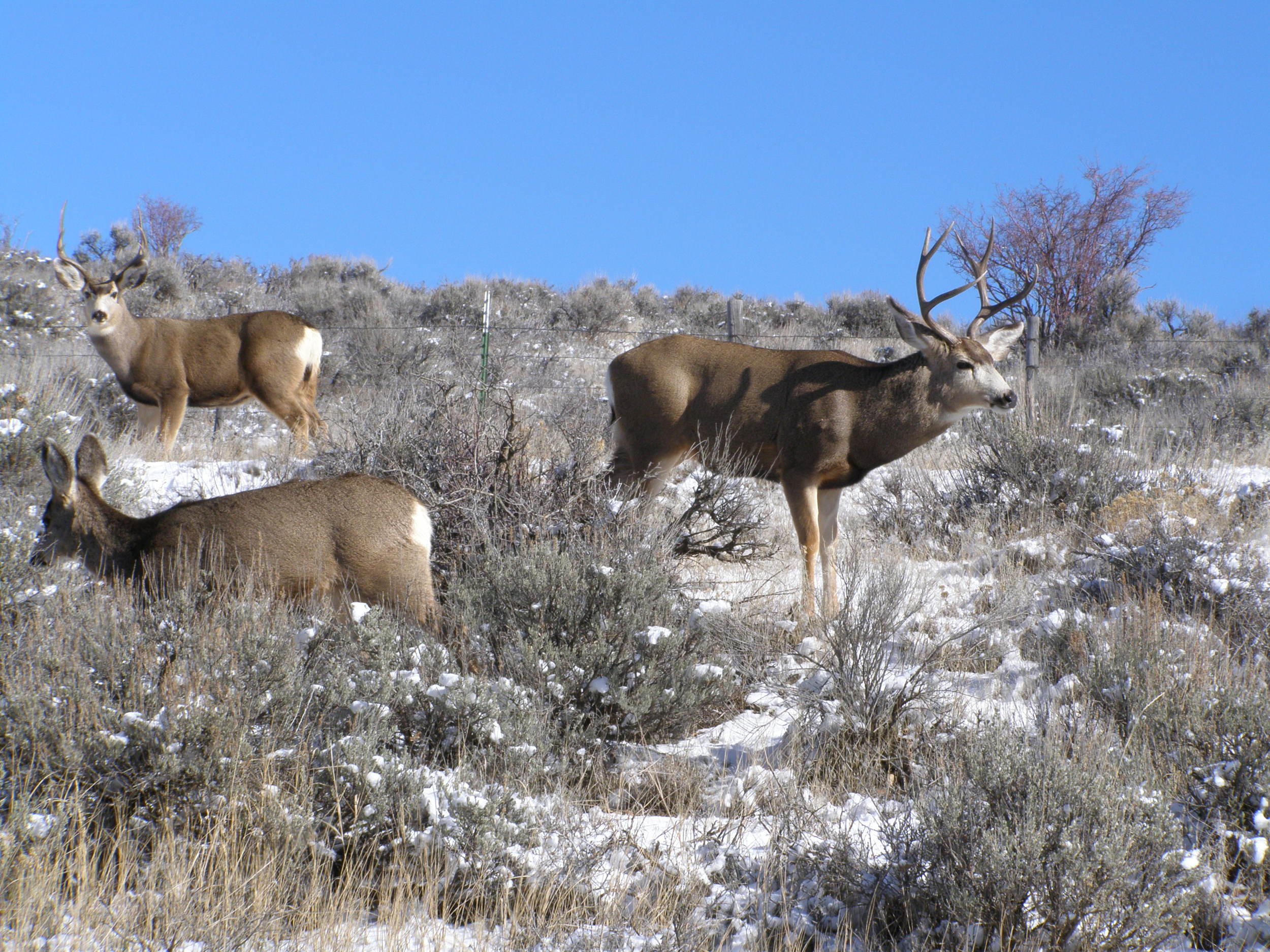 Sagebrush Country Institute — Institute for Journalism & Natural Resources