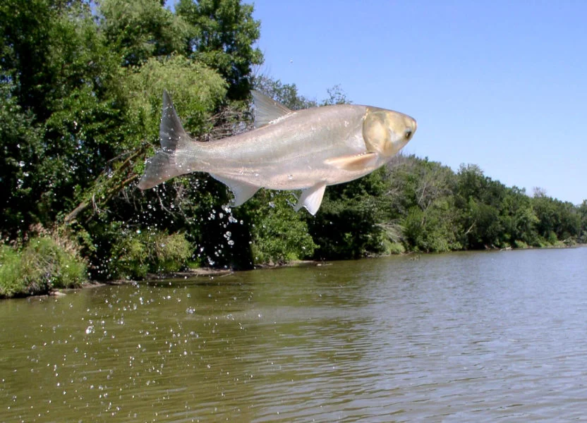 Asian Carp at the Gates of the Great Lakes